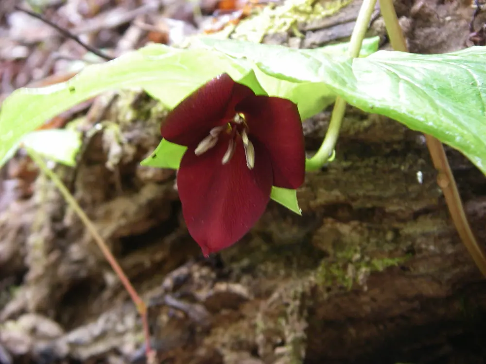A sweet wakerobin trillium in bloom on a forest floor.