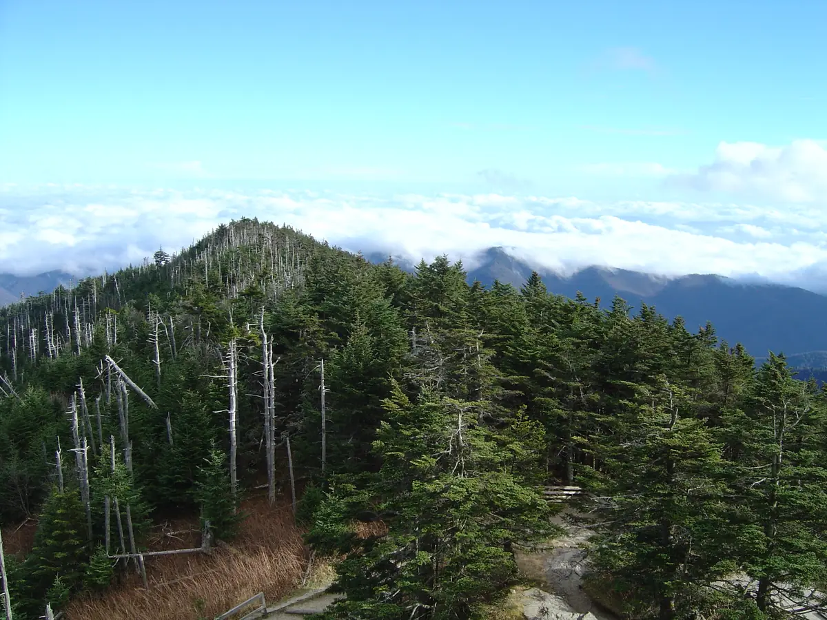 Dark green Fraser firs mixed with tall silver dead snags on a mountain summit, with a sea of clouds and distant blue ridges beyond