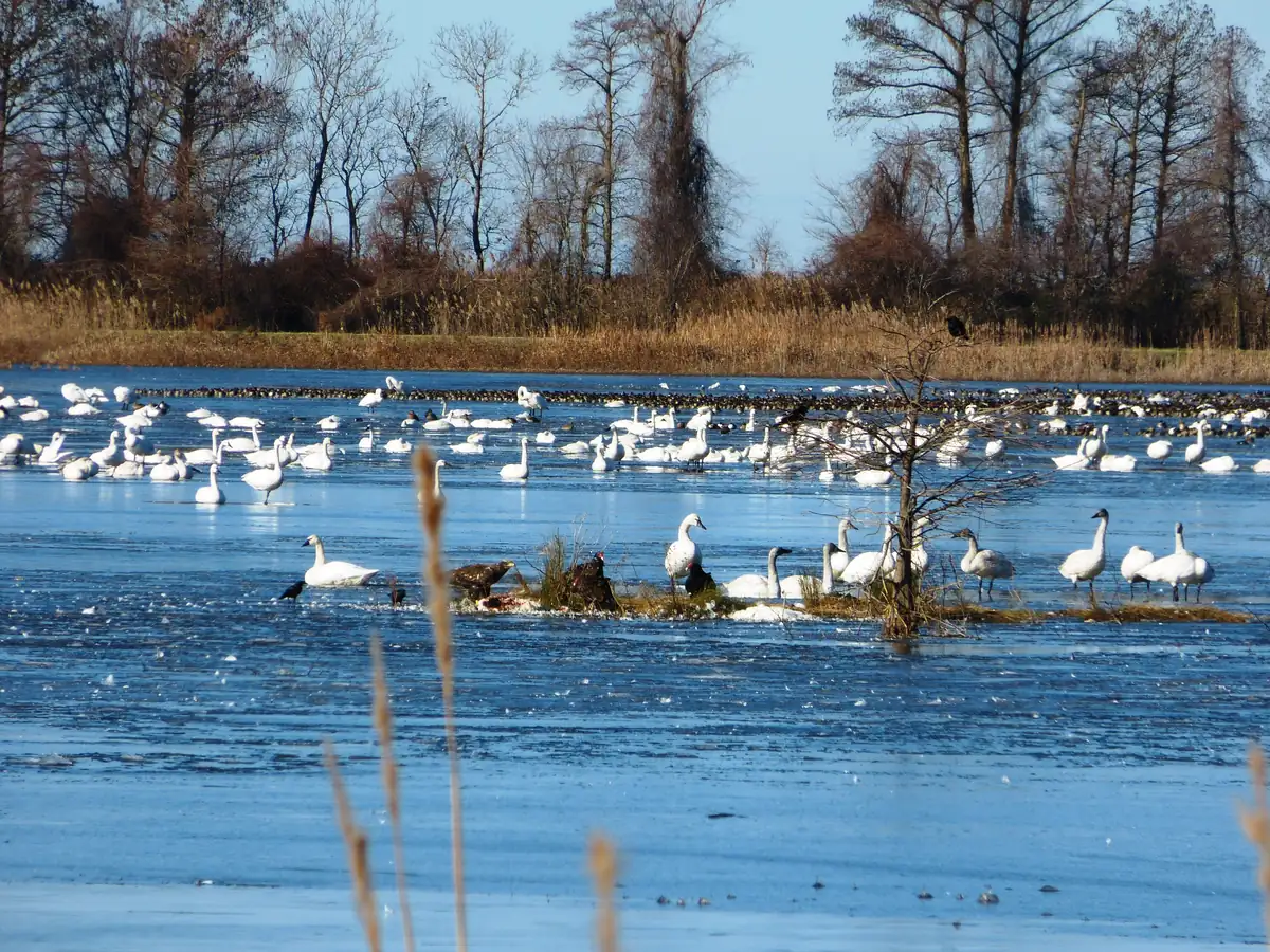 Tundra swans standing and swimming on a partly frozen lake, with two dark bald eagles at a small grassy island in the foreground and bare winter trees along the far shore