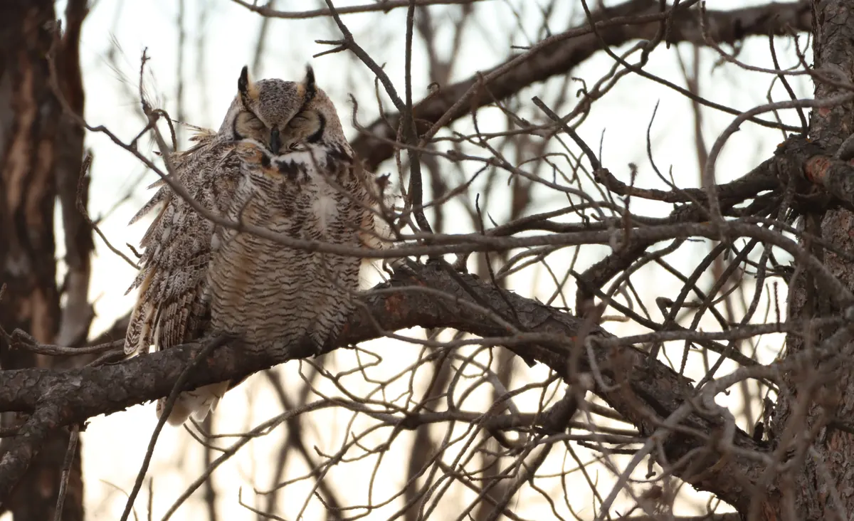A great horned owl with its ear tufts raised and eyes half closed, perched on a branch among bare twigs against a pale sky