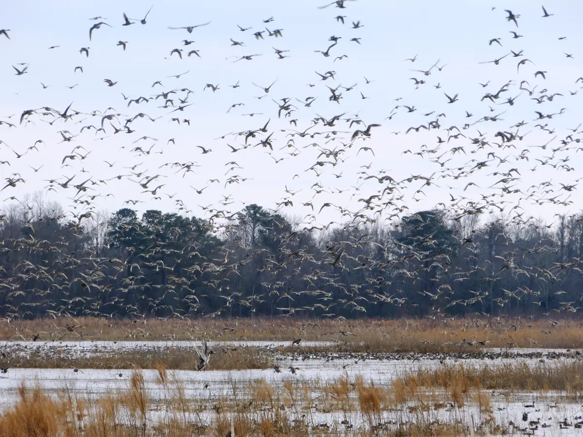 Hundreds of slender, pointed-winged ducks taking off together over an icy marsh impoundment, with dry tan reeds in front and a dark line of winter woods behind