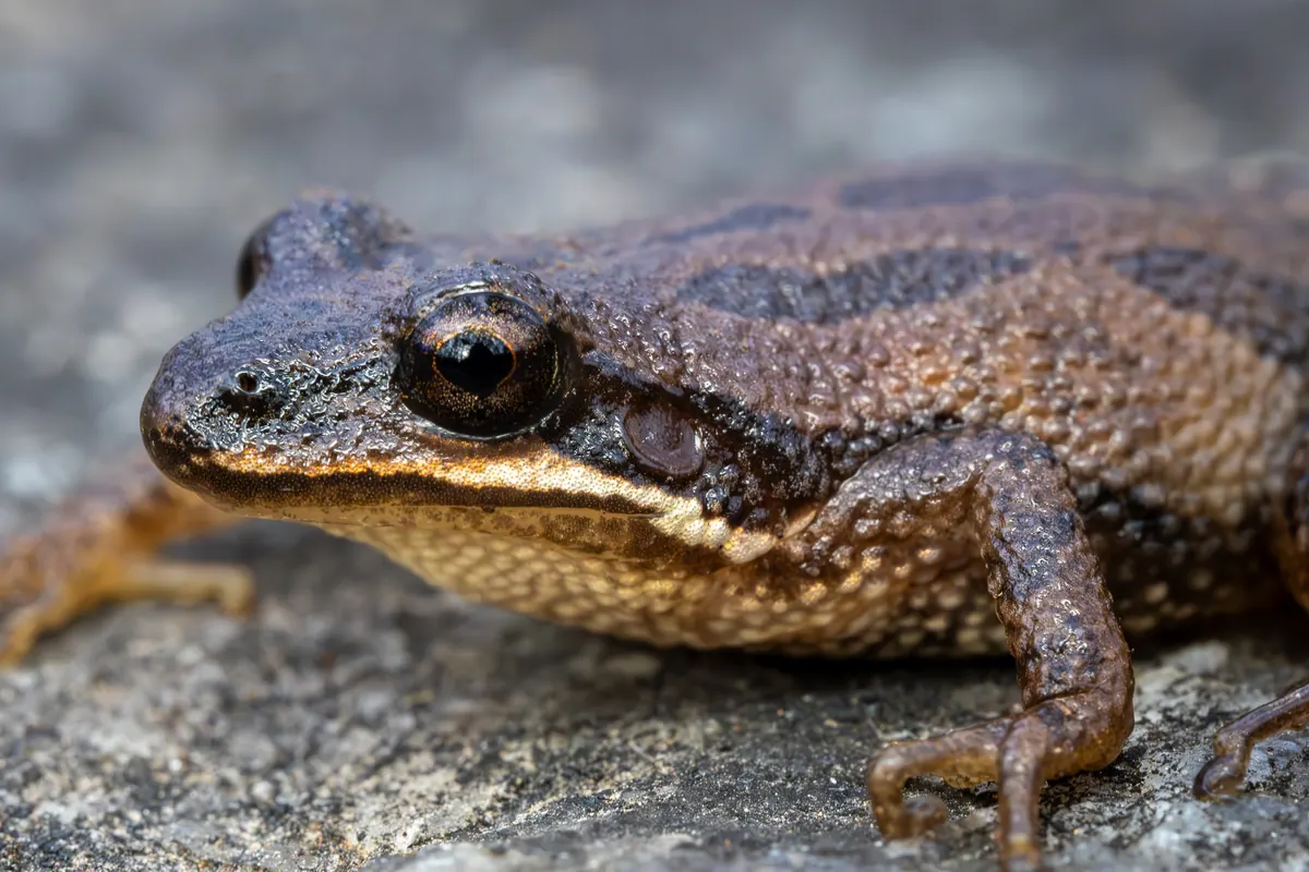 Close view of a small brown frog with darker stripes on its back and a dark stripe through its eye, resting on gray rock