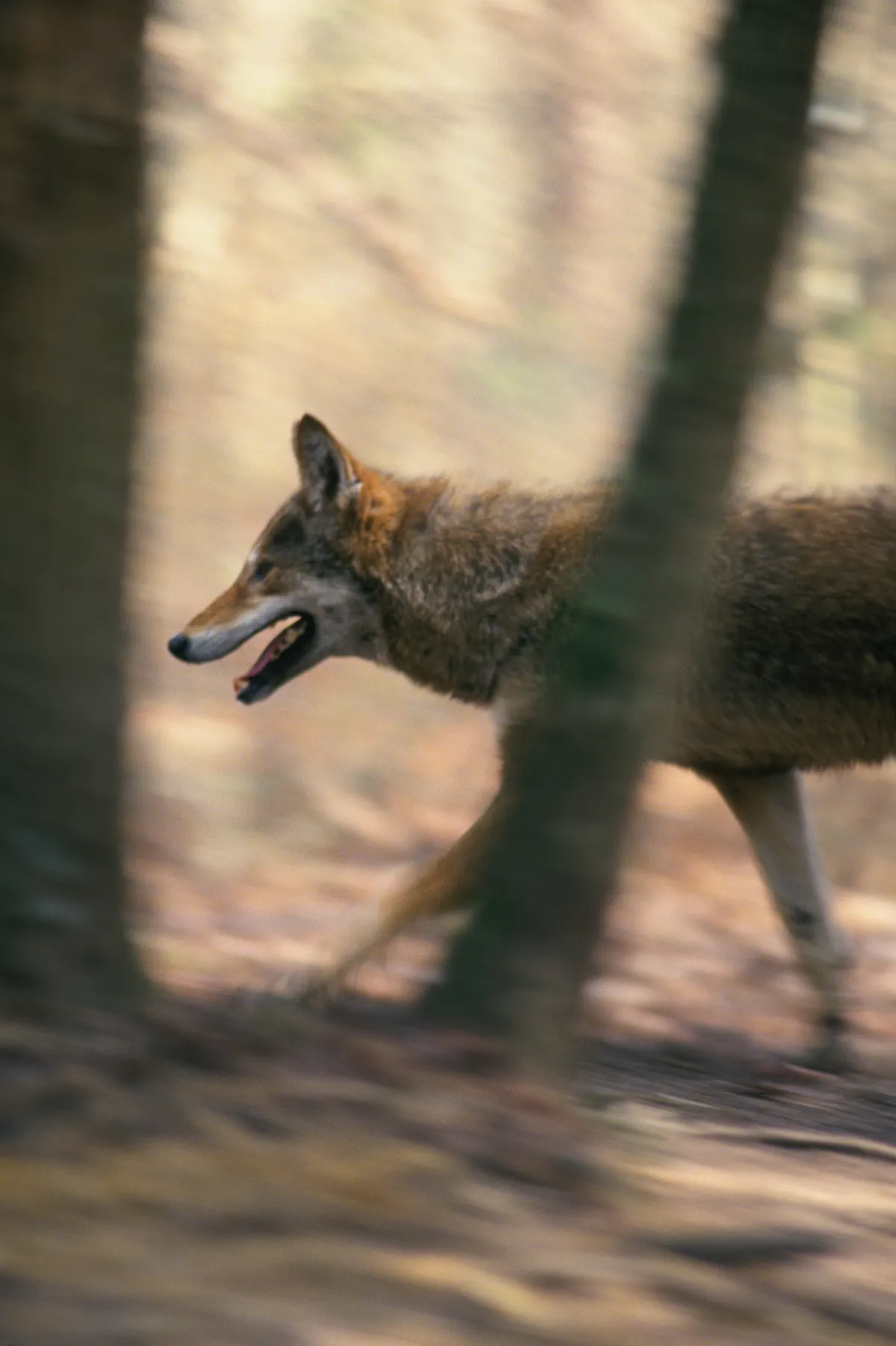 A reddish-brown red wolf with pale legs and an open mouth trotting between dark tree trunks over a carpet of brown pine needles