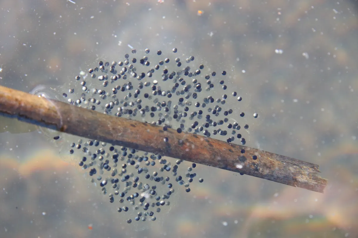 A round, clear jelly mass holding hundreds of small black eggs attached to a submerged stick in shallow water