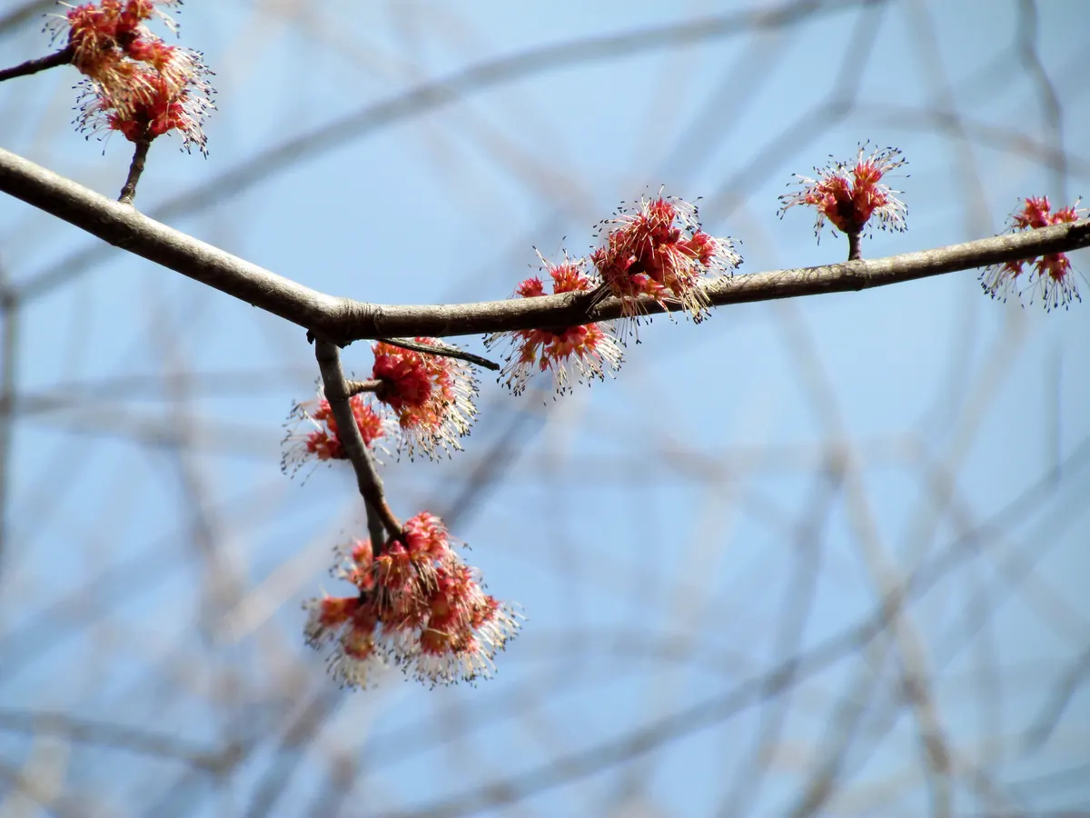Clusters of small red maple flowers with long pale stamens along a bare gray twig, against a blue sky crossed by leafless branches