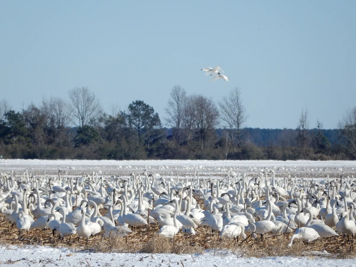 A dense flock of white tundra swans resting on a snowy, stubbly field, with two swans flying overhead and bare trees behind