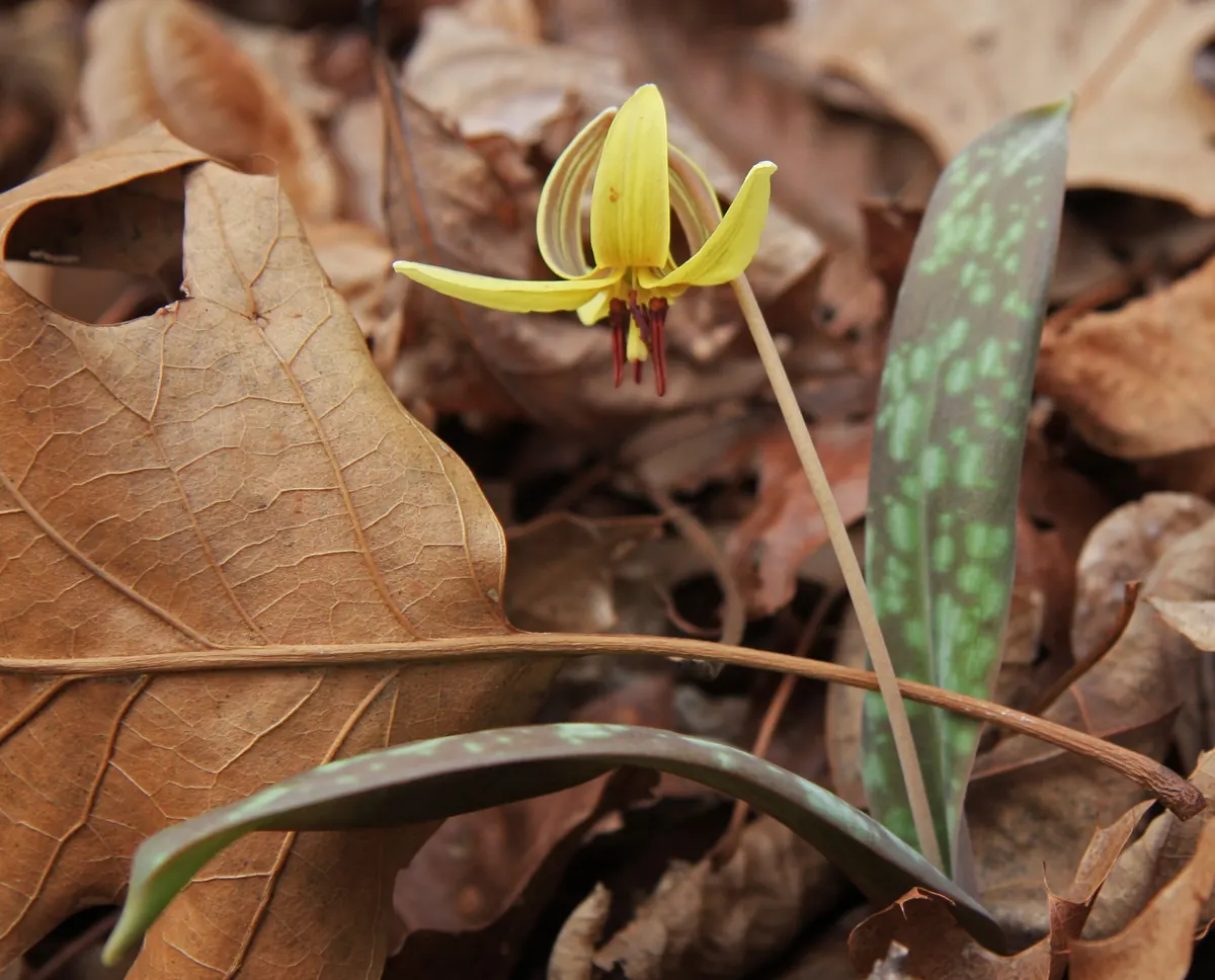 A single nodding yellow lily flower with swept-back petals and dark red stamens, beside a narrow mottled leaf among brown fallen oak leaves