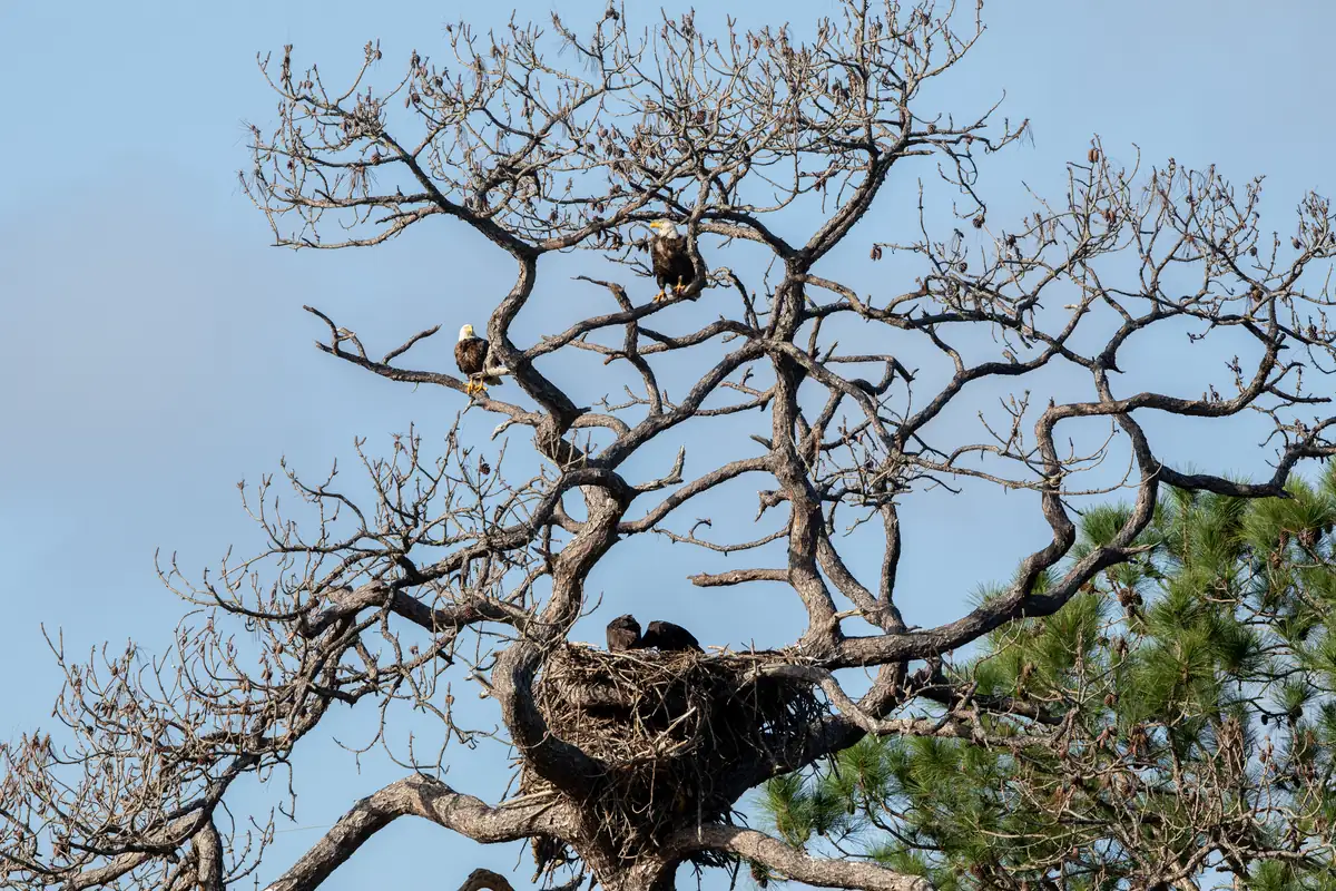Two adult bald eagles on a branch beside a large stick nest with two eaglets in it.