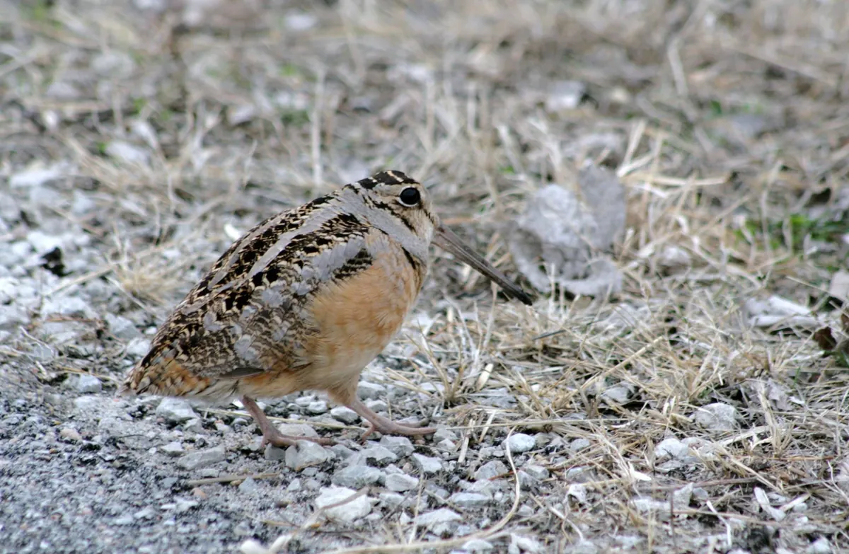 A plump, short-legged woodcock with a long straight bill, buff breast and intricately patterned brown back standing on gravel and dry grass
