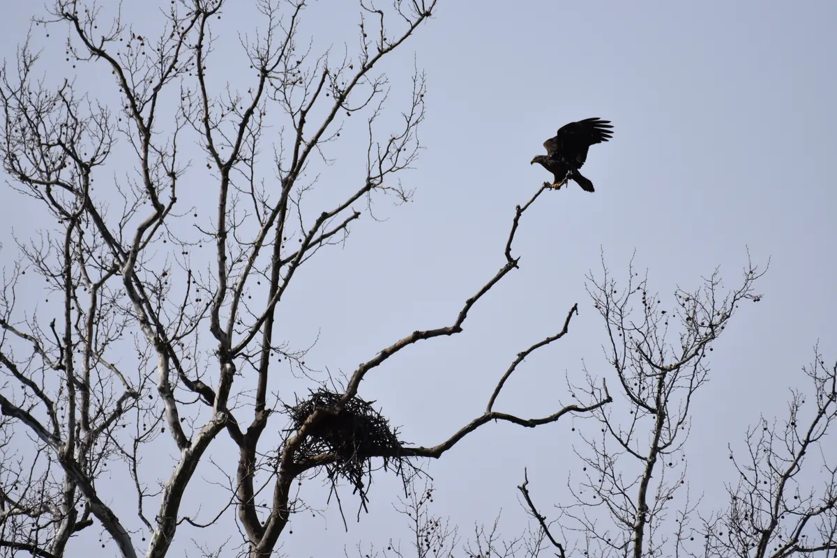 A bald eagle taking off from a bare branch next to a large stick nest in leafless trees.