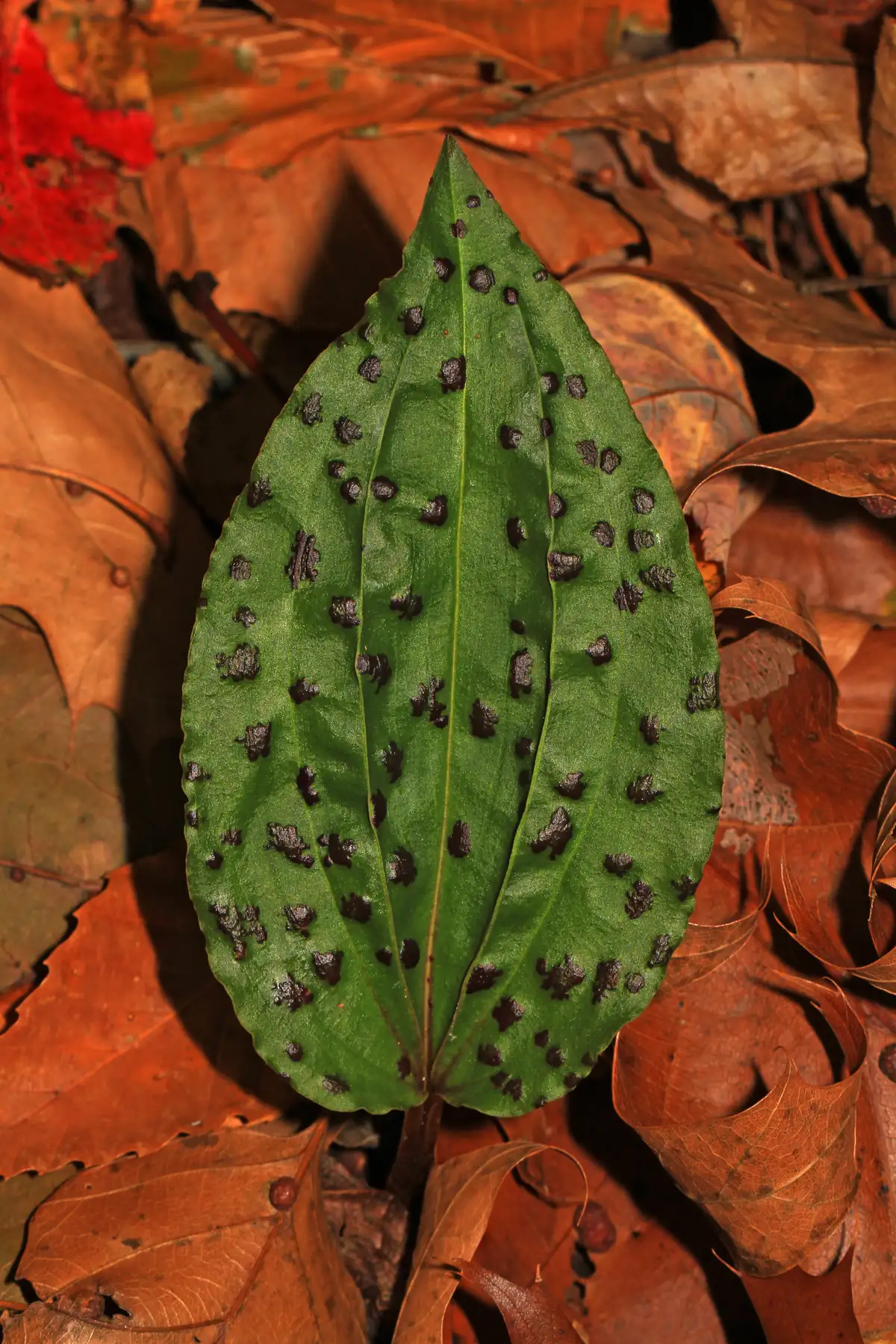 A single green, pointed oval leaf covered with raised dark purple spots lying among fallen orange oak leaves