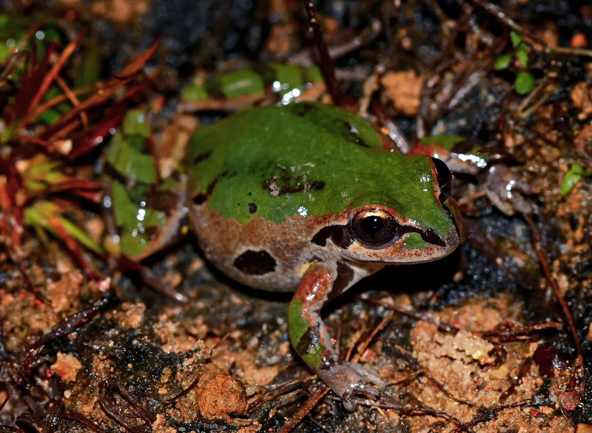 A green ornate chorus frog with a dark eye stripe sitting on wet leaf litter.