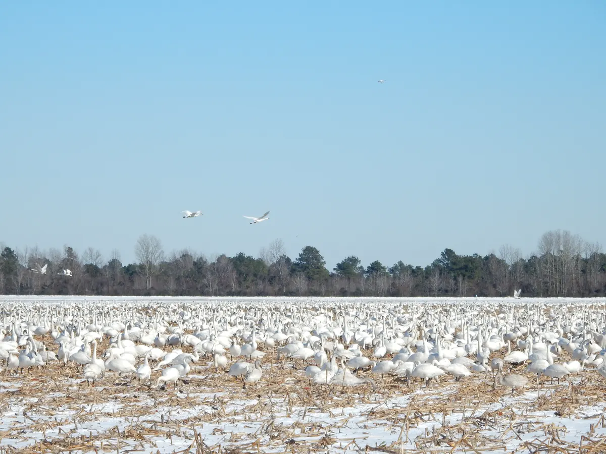 Hundreds of white tundra swans resting on a snow-dusted harvested cornfield, with a few swans flying against a clear blue sky above a line of bare trees and pines
