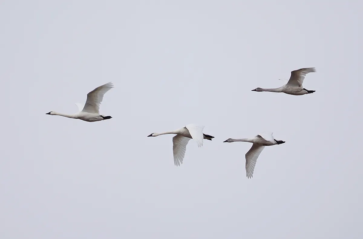 Four white swans with long straight necks and black bills flying in a loose line across a pale gray sky