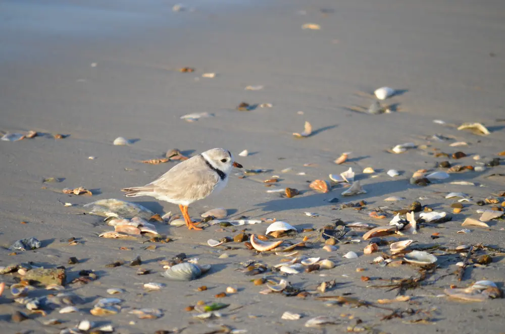 A small pale piping plover standing on wet sand at the water’s edge