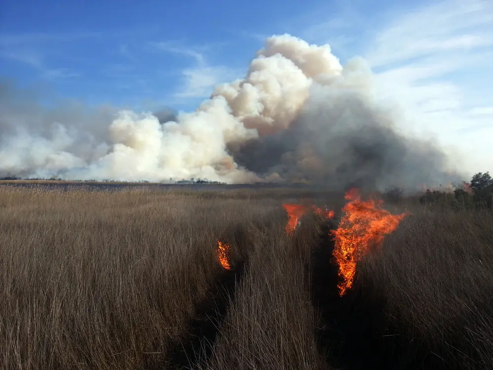 Flames and smoke across grass and shrubs during a controlled burn on the Outer Banks