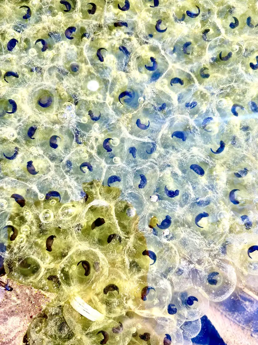 A clear jelly mass of spotted salamander eggs, each with a dark embryo, with greenish algae in part of the mass