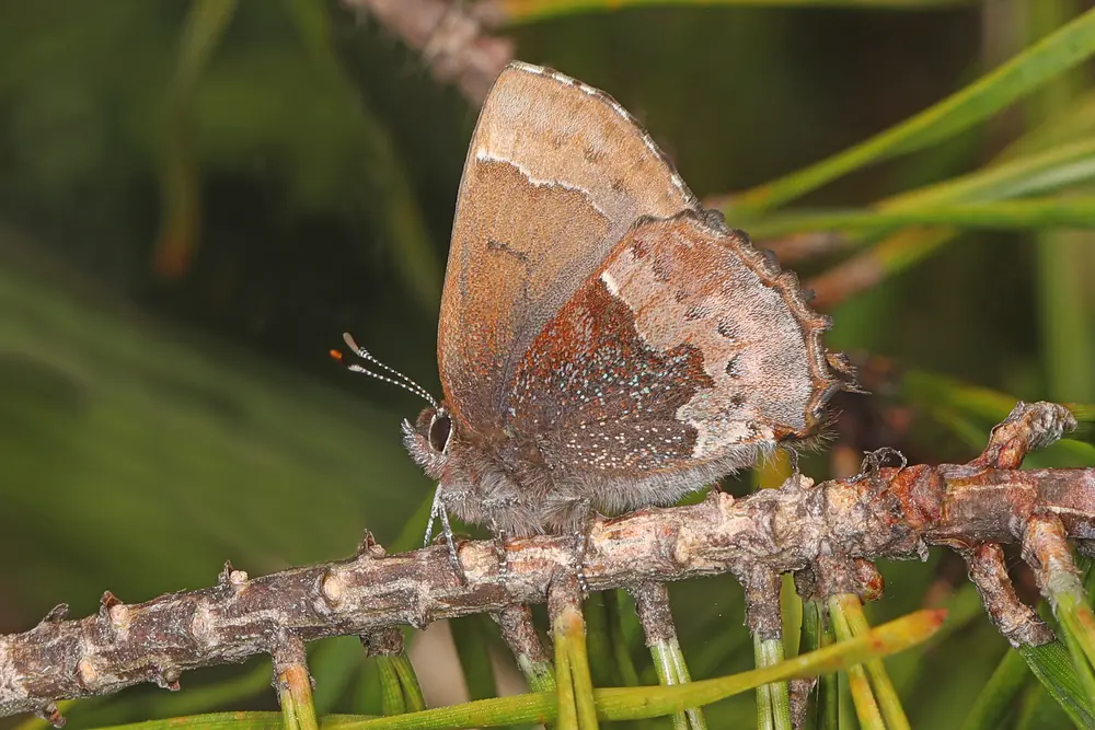 A small brown Henry’s elfin butterfly with wings closed perched on a twig