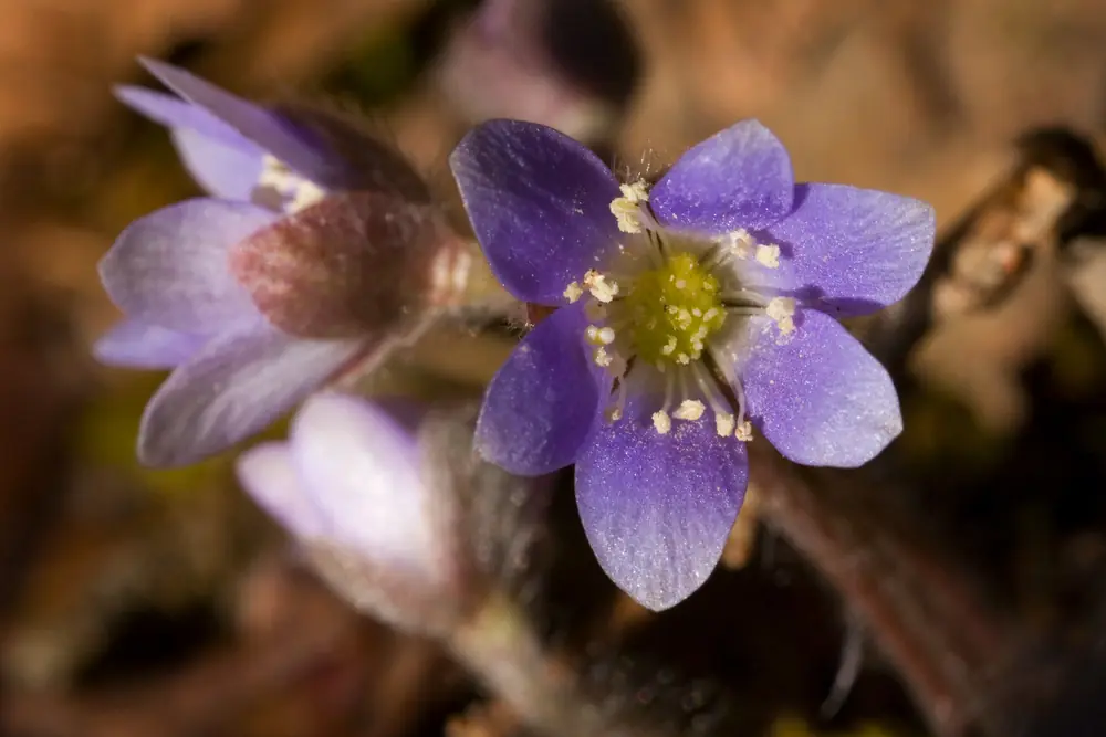 A violet-blue hepatica flower with a pale green center and white stamens, with more buds beside it, in soft light