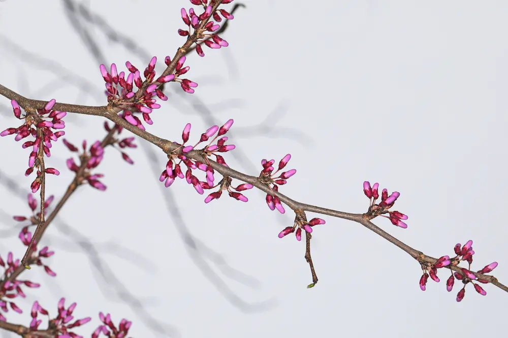Clusters of small pink redbud buds and first flowers along a bare branch against a pale sky