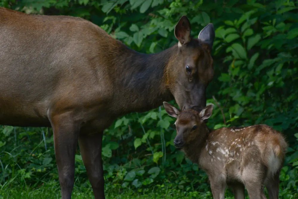 An elk cow nuzzles a spotted elk calf standing in front of her against green foliage.