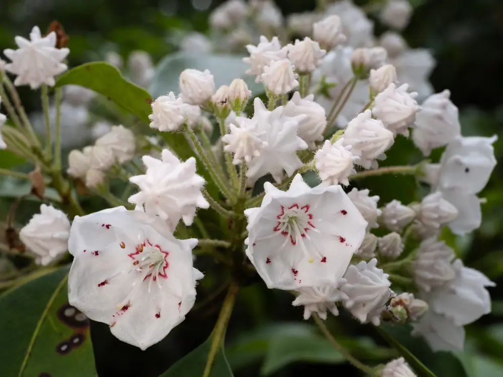 Clusters of white mountain laurel flowers with red-brown speckles, and many unopened ruffled buds.