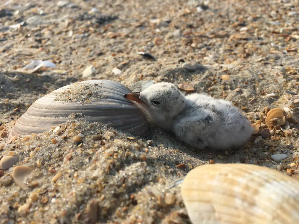 A downy gray-and-white least tern chick resting on shell-strewn sand beside a clam shell.