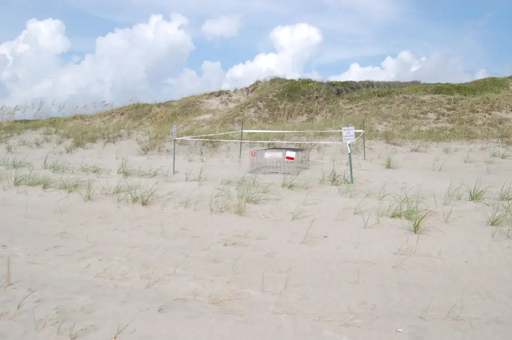 A wire cage and a white sign marking a sea turtle nest in the sand below a grassy dune.