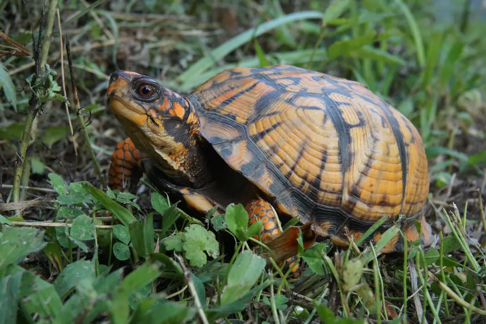 An eastern box turtle with an orange-and-black domed shell standing in grass and clover.