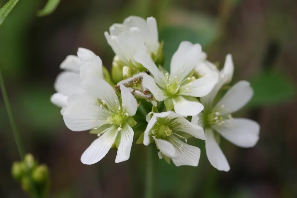 A cluster of white, cup-shaped Venus flytrap flowers with green centers.