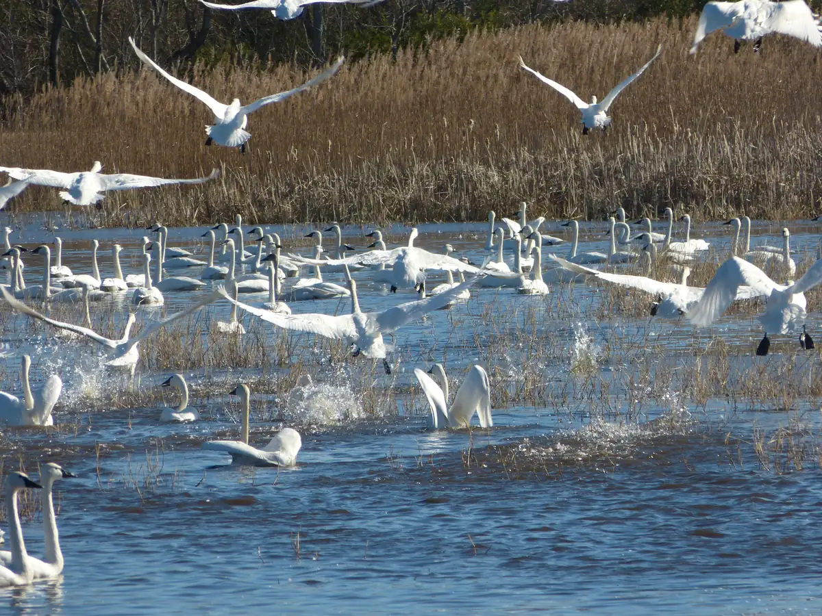 A large flock of white tundra swans on shallow blue water, many taking off with wings spread, in front of tall tan marsh grass