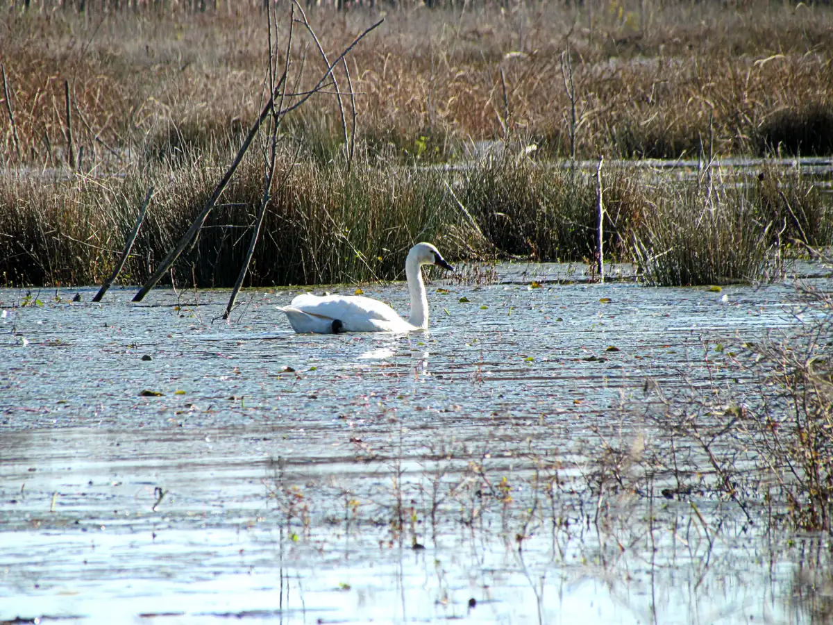 A single white tundra swan swimming in still water in front of brown marsh grasses and bare snags