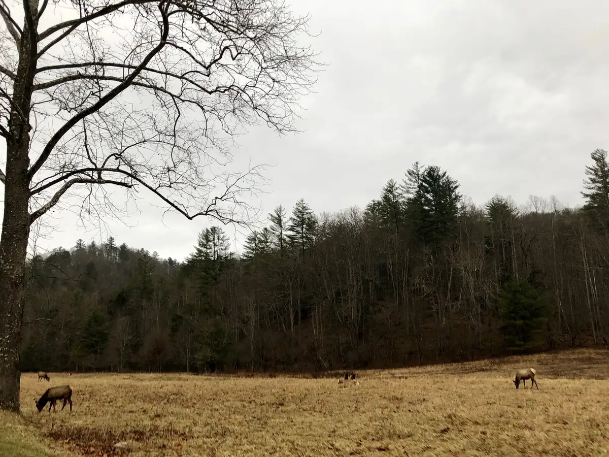 Elk grazing in a wide brown meadow at Cataloochee, with bare trees and a few pines on the wooded ridge behind