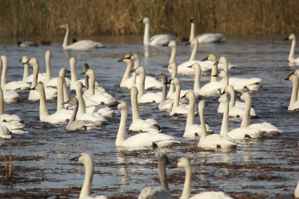 A crowded flock of white tundra swans, some gray young birds among them, swimming in shallow water at Mattamuskeet National Wildlife Refuge