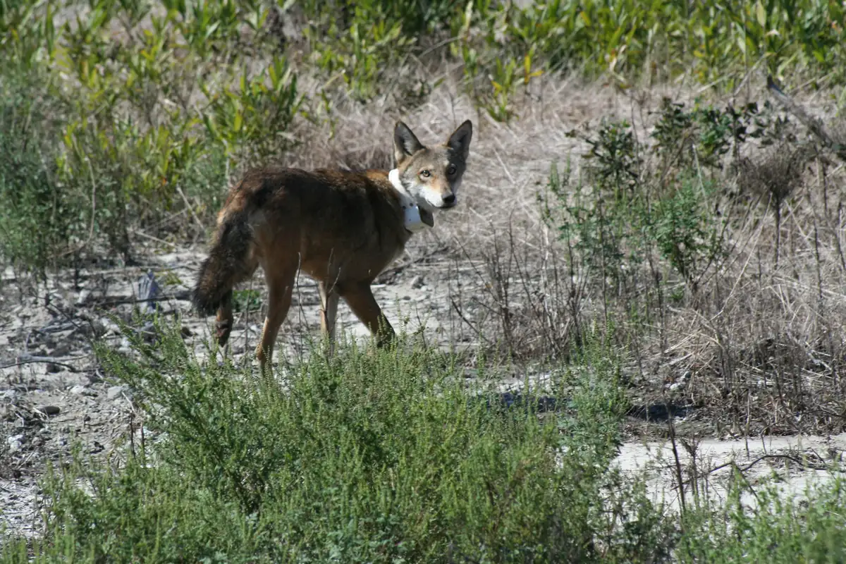 A reddish-brown red wolf wearing a tracking collar, looking back over its shoulder from low shrubs and dry grass