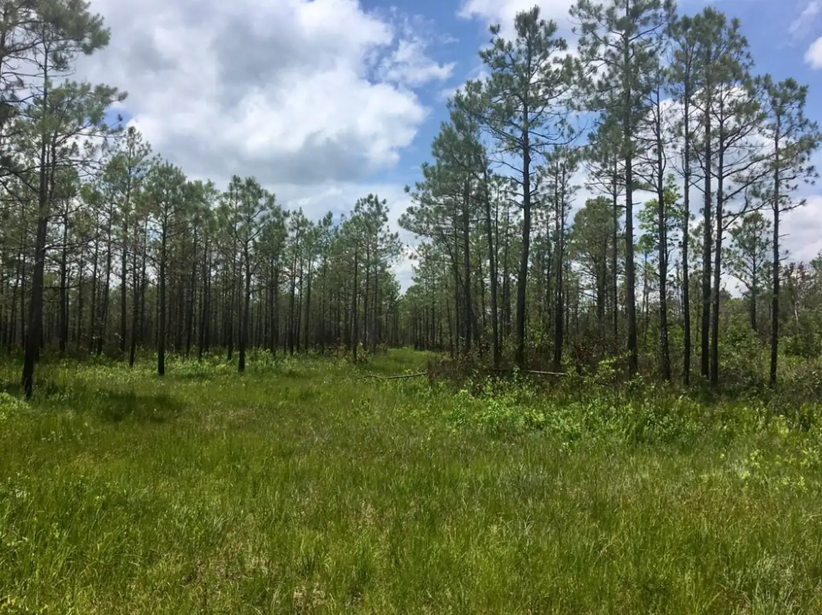 An open longleaf pine savanna in eastern North Carolina with scattered pines over a grassy, sunlit understory