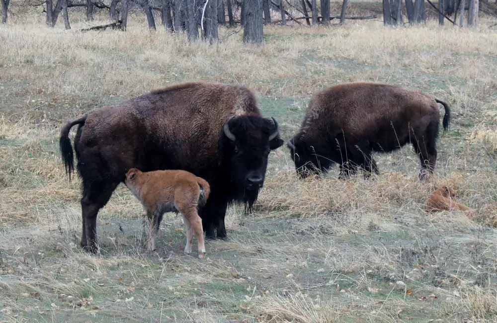 A bison cow and a small reddish-brown calf standing in dry, tan spring grass, with a second bison and bare trees behind