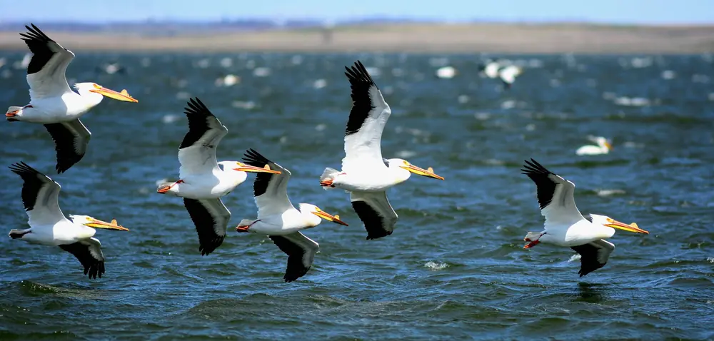 American white pelicans gathered on the water at Chase Lake National Wildlife Refuge