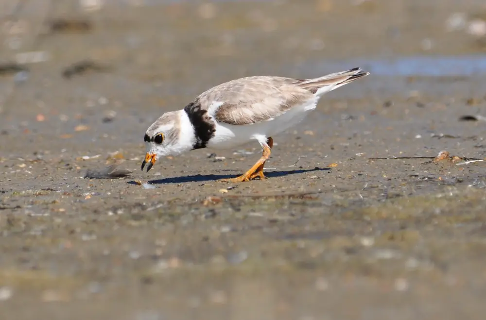 A piping plover feeding at the edge of a wetland