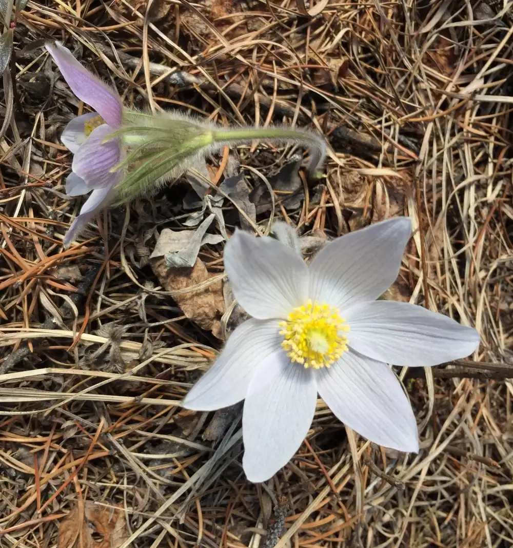 A pasqueflower with pale purple petals and silky hairs on dry ground