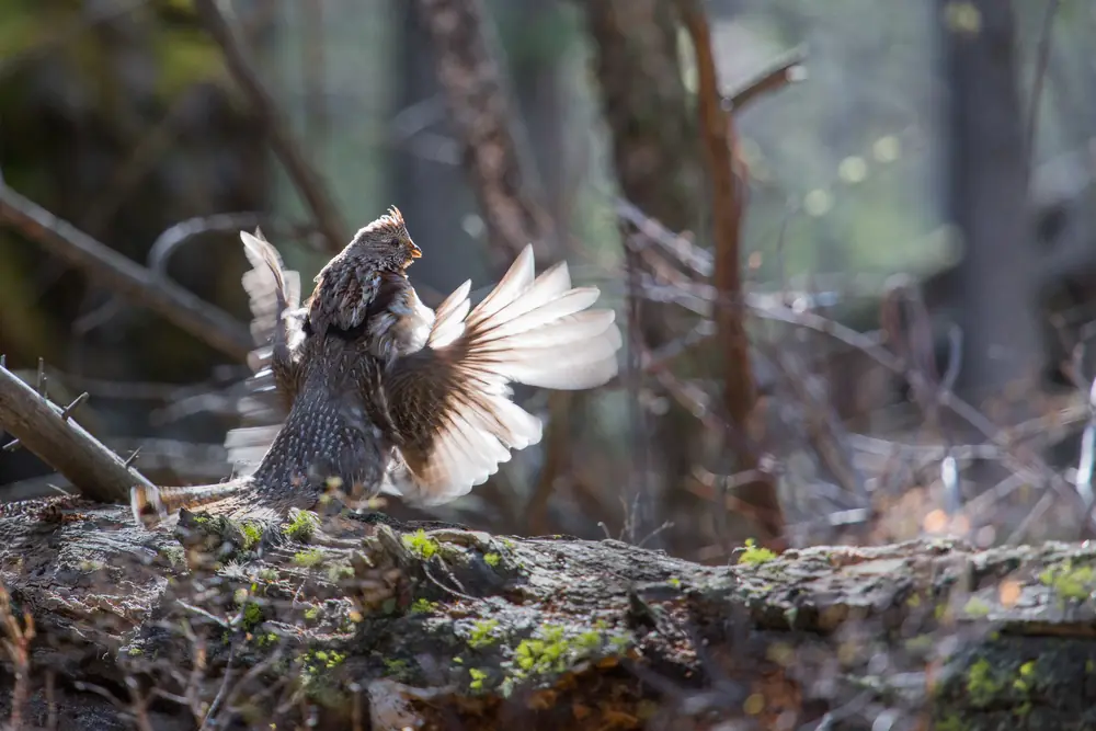 A male ruffed grouse standing on a log in the drumming posture