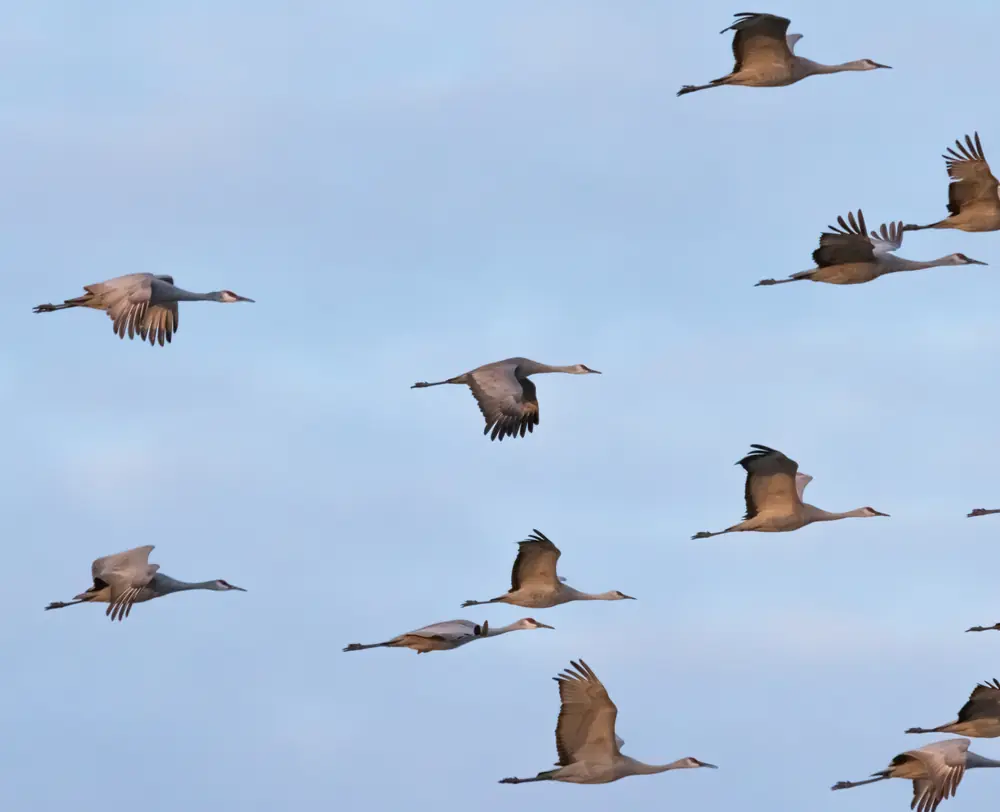 A flock of sandhill cranes gathered on a spring field