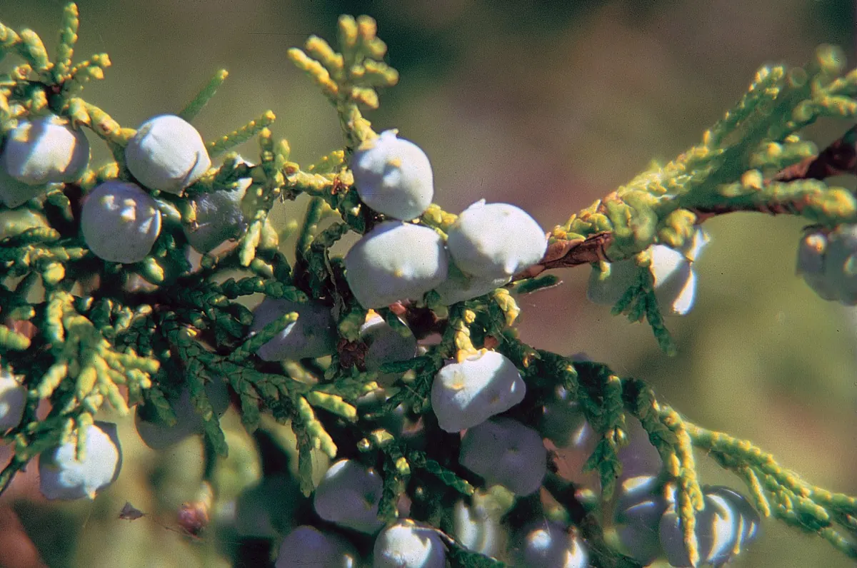 A branch of Rocky Mountain juniper with scaly green foliage and clusters of round, waxy, pale blue berries.