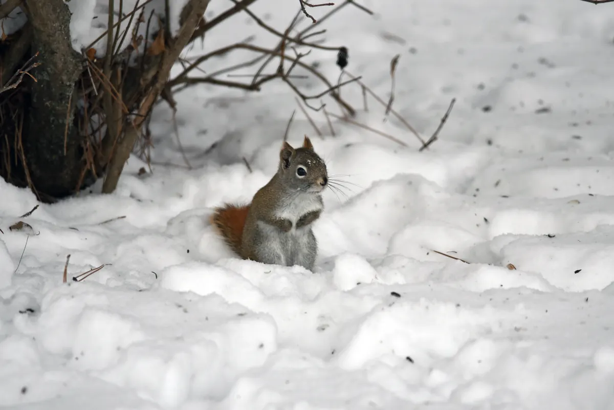 A red squirrel with a rusty tail sitting upright in deep snow beneath a shrub.