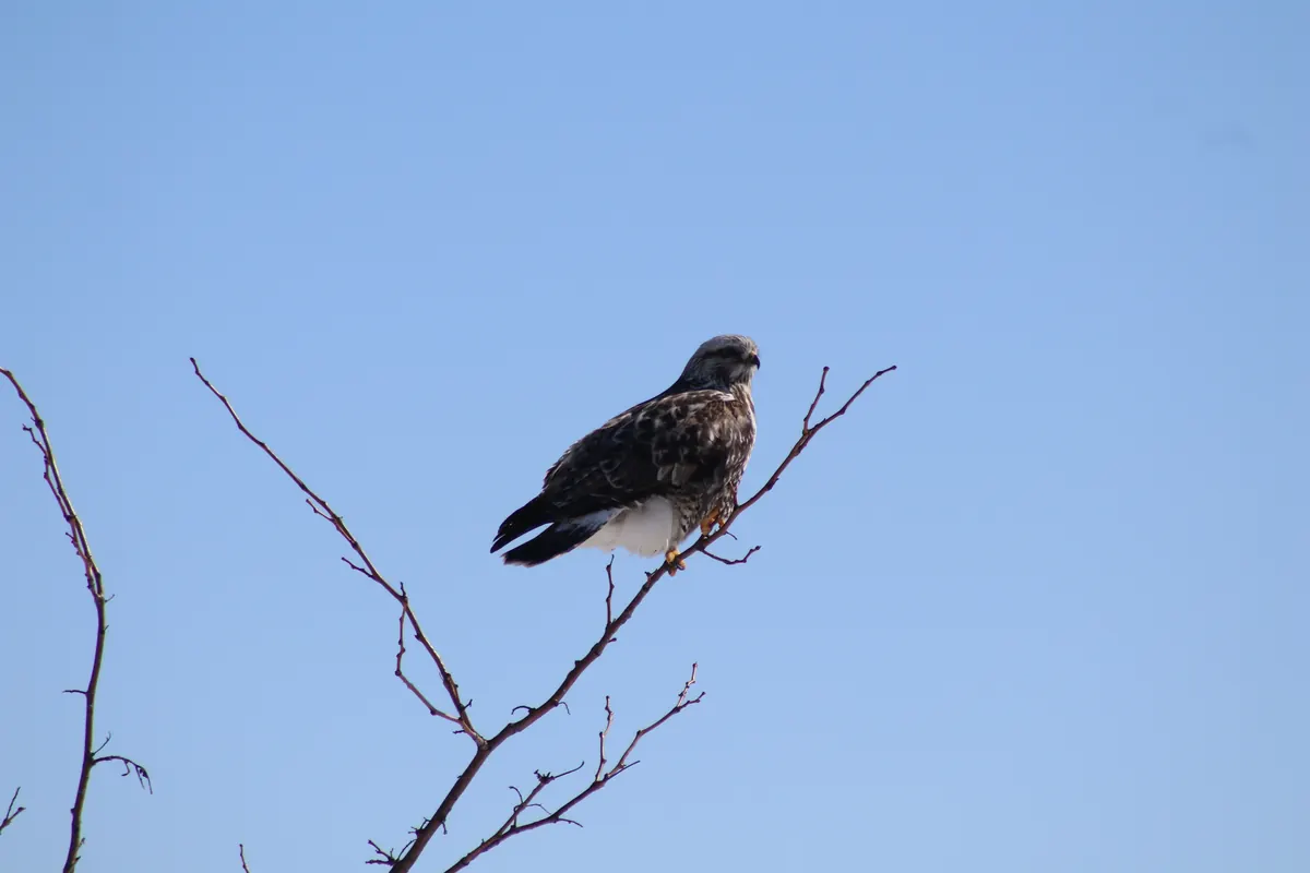 A brown and white rough-legged hawk perched at the top of a bare branch against a clear blue sky.