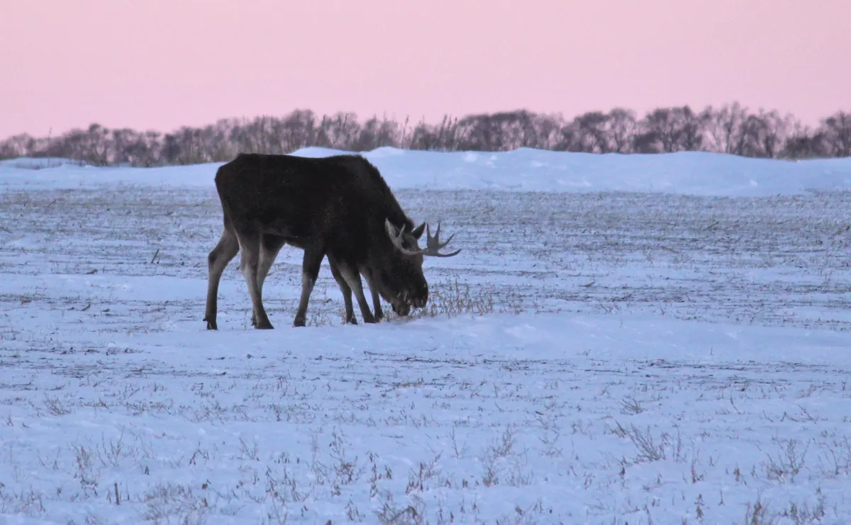 A dark bull moose with small antlers grazing in a snow-covered field at dusk, bare trees and a pink sky behind it.