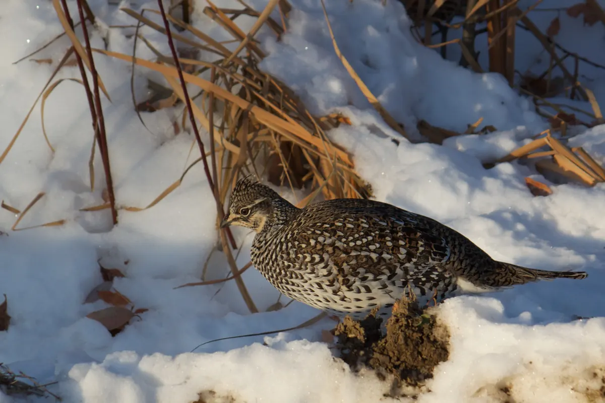A speckled brown and white sharp-tailed grouse walking through snow among dry grass stems.
