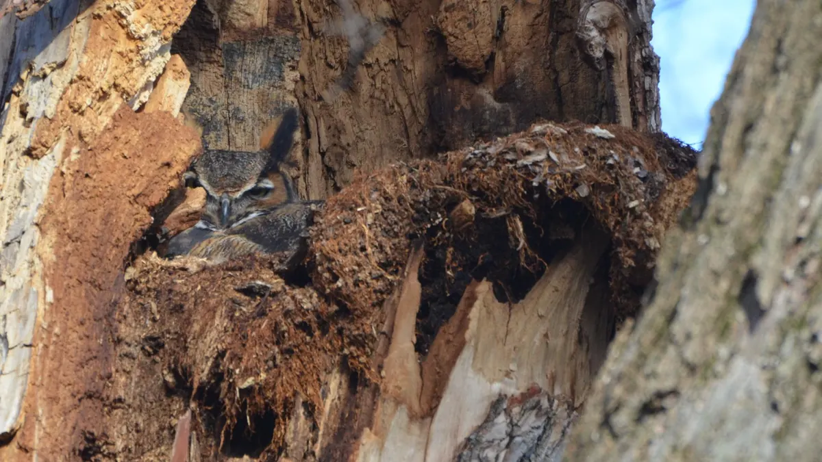 A great horned owl with ear tufts raised, sitting low in a mossy nest inside a broken tree trunk