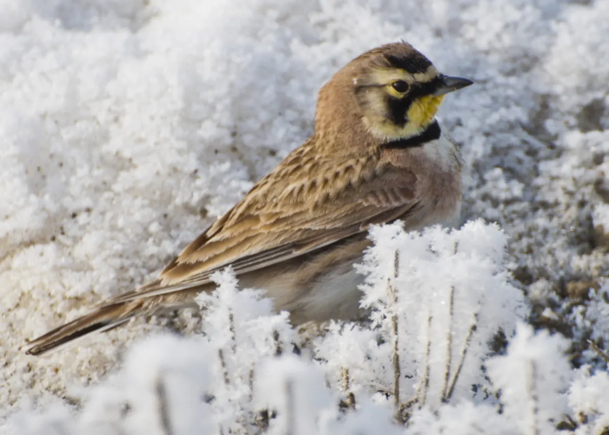A horned lark with a yellow face, black mask and black breast band sitting among frost-covered plants