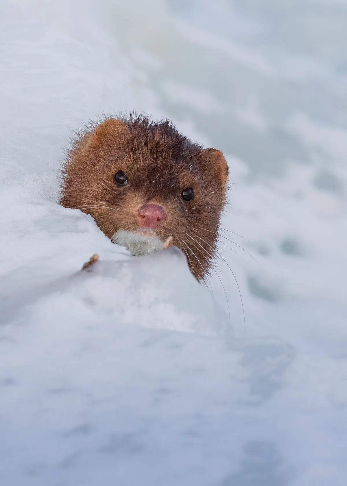 A brown mink with a pink nose looking out of a hole in white snow.